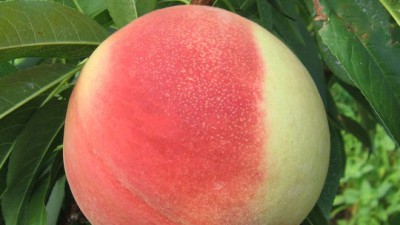 🍑 놓치면 후회! 영천 황도 복숭아 할인 후기🍑